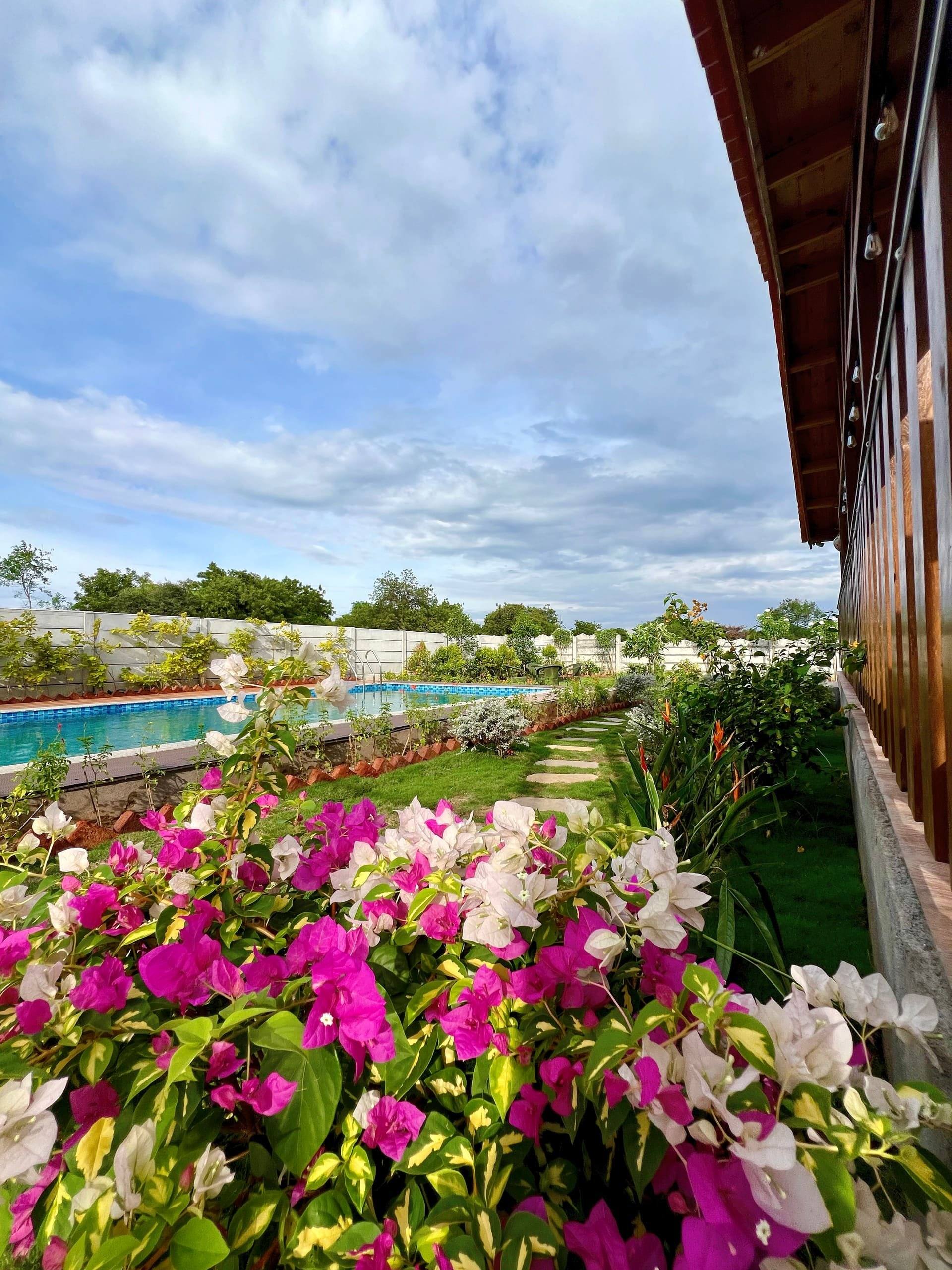 Bougainvillea in bloom beside the cottage