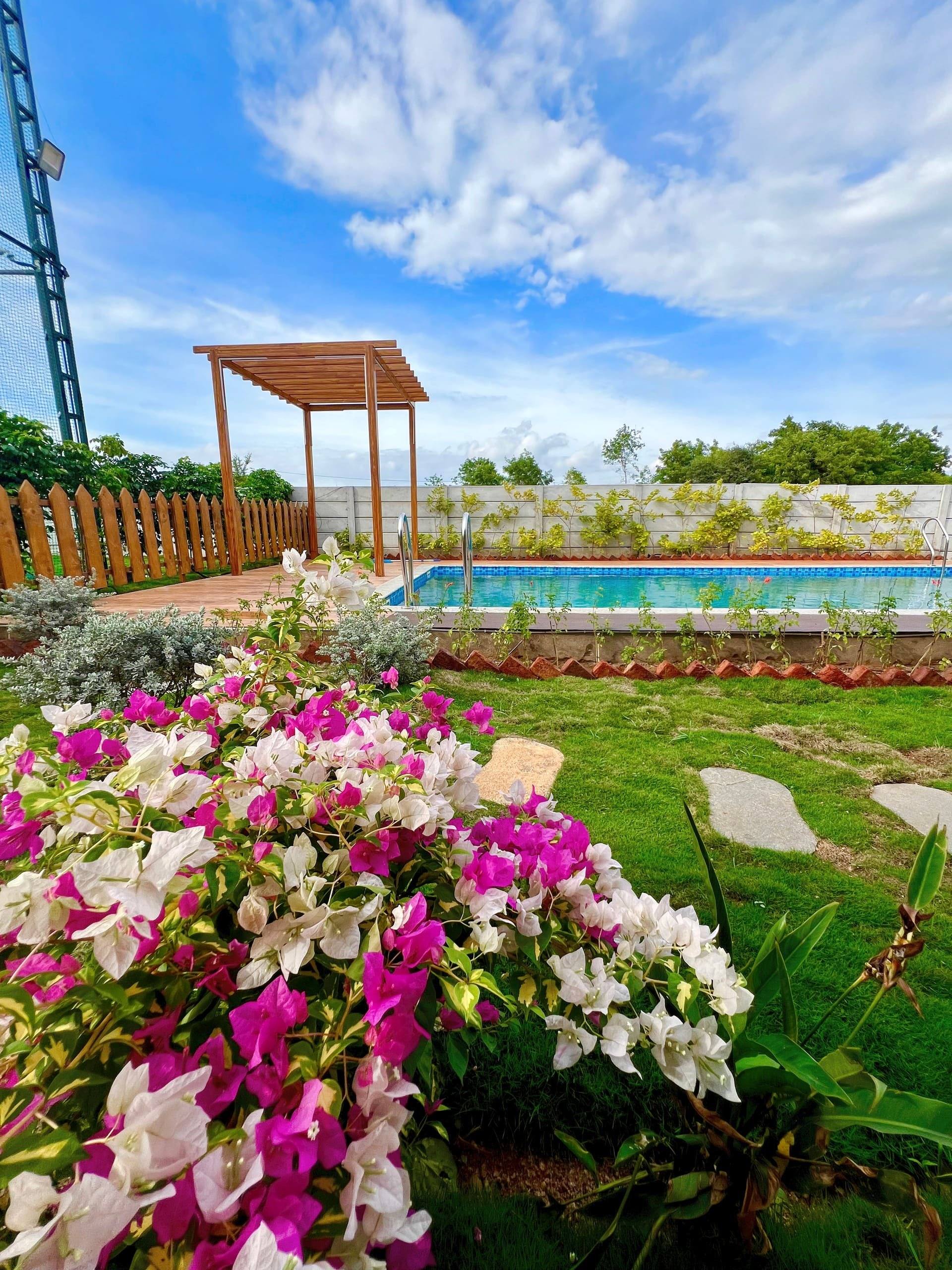 Bougainvillea beside the pool